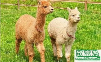2017年養羊駝賺錢嗎？前景與市場價格行情深度解析