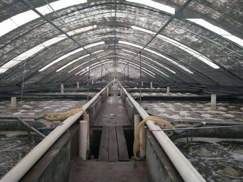 工廠化養殖對蝦腸炎綜合防控策略與家畜飼養管理的協同啟示