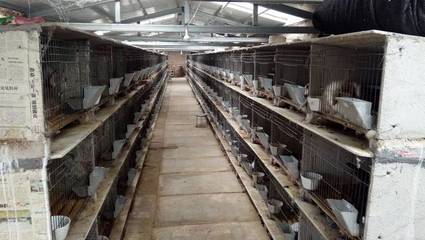 養兔致富夢碎？深度剖析養兔賠錢的關鍵原因