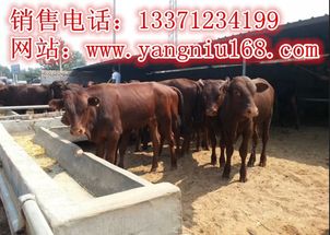 新縣肉牛養殖 市場分析與利潤前景展望