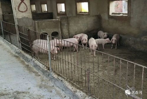 生升養(yǎng)殖廠(chǎng) 春意盎然中的肉香遠(yuǎn)揚(yáng)