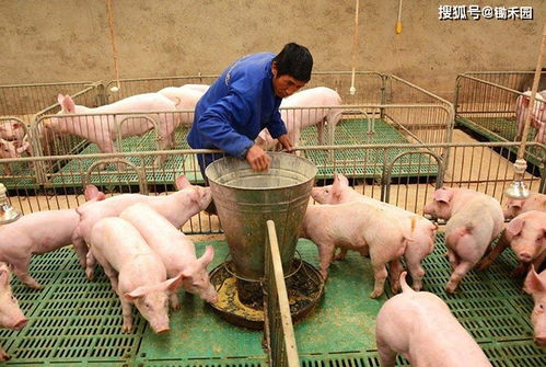 2021年第一周明顯偏冷，春節前可能還有寒潮 畜禽養殖防凍指南與肉類保障策略