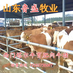 牛苗價格波動與肉類市場供需的深度關聯分析